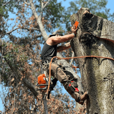 TREE REMOVAL